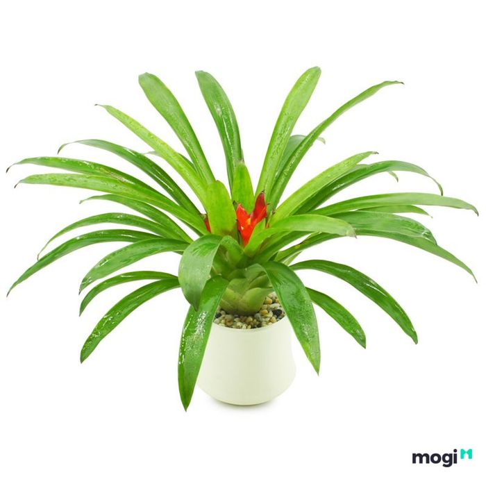 Giá của cây phong lộc hoa chỉ dao động từ 60.000 đến 99.000 vnđ, rất phù hợp với túi tiền của nhiều người. Đây là mức giá hợp lý cho một cây cảnh đẹp, dễ chăm sóc và mang lại nhiều may mắn trong phong thủy.
