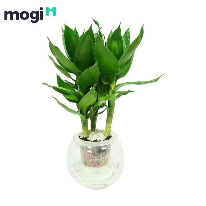 Trồng cây Phát Lộc trong nhà rất lý tưởng, không chỉ dễ chăm sóc mà còn mang lại nhiều lợi ích về mặt phong thủy.