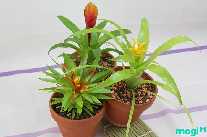 Để cây phong lộc hoa phát triển tốt, bạn cần lưu ý cách trồng và chăm sóc đúng cách để cây luôn khỏe mạnh và ra hoa đẹp. Việc này không quá khó, nhưng cần sự kiên nhẫn và chú ý đến từng chi tiết để cây có thể phát triển mạnh mẽ nhất.