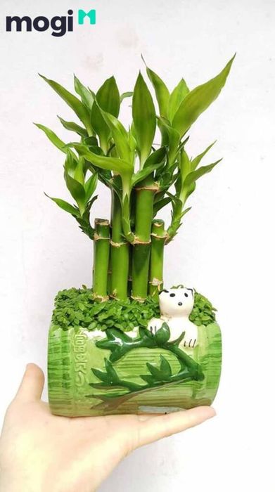 Hãy tạo một môi trường sống lý tưởng để cây phát triển, giúp cây mang lại vận may, sự sung túc và sức khỏe cho gia đình bạn.