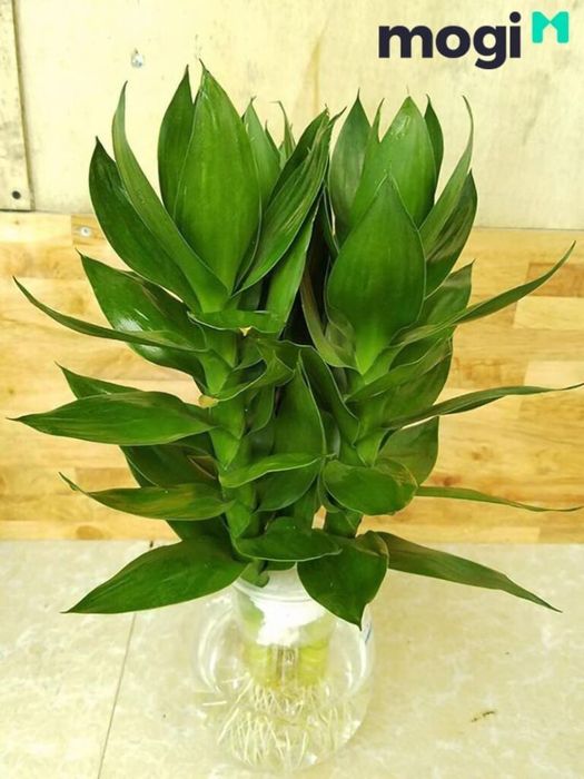 Chọn vị trí phong thủy phù hợp để thu hút tài lộc và may mắn