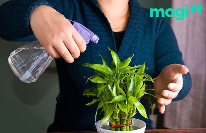 Chăm sóc cây cần có sự kiên nhẫn, tìm tòi và học hỏi từ kinh nghiệm thực tế.
