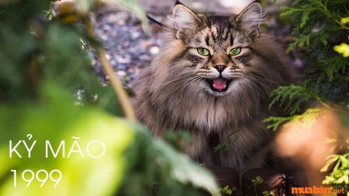 Thông tin cơ bản về người tuổi Kỷ Mão 1999