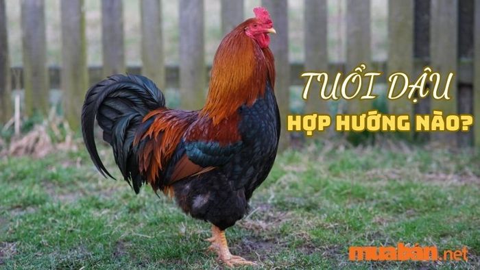 Người tuổi Dậu nên chọn hướng nào để thu hút tài lộc? Tìm hiểu những hướng nhà tốt nhất cho gia chủ tuổi Dậu trong bài viết này.