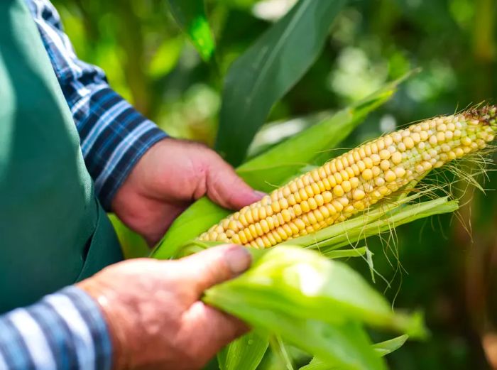 An older person’s hands peeling sweet corn in a field