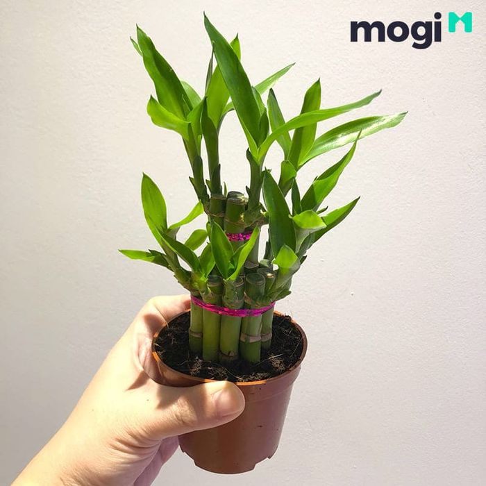 Cây Phát Lộc rất phù hợp với những người mang mệnh Kim hoặc tuổi Mão