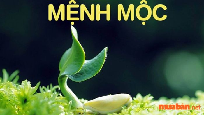 Thông tin chi tiết về phong thủy cho người mệnh Mộc