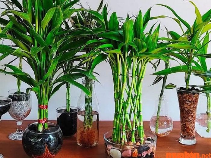Cây phát lộc hợp với mệnh nào?