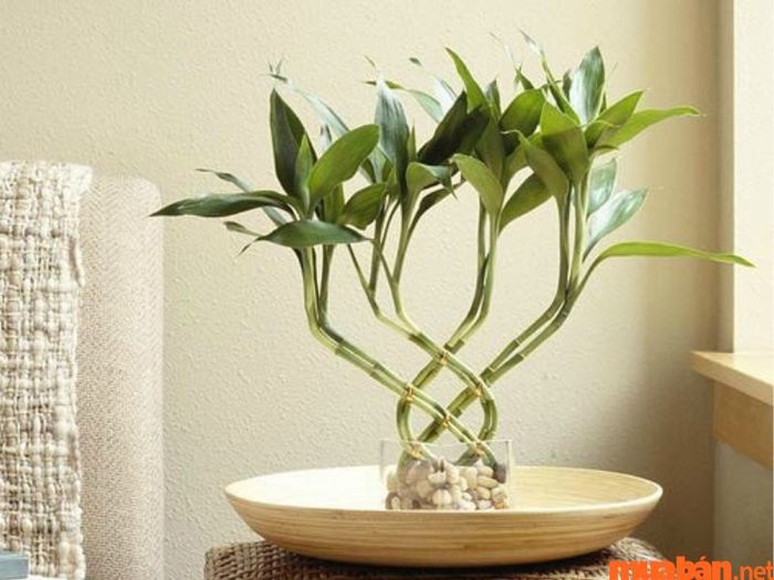 Có nên trồng cây phát lộc trong nhà không?