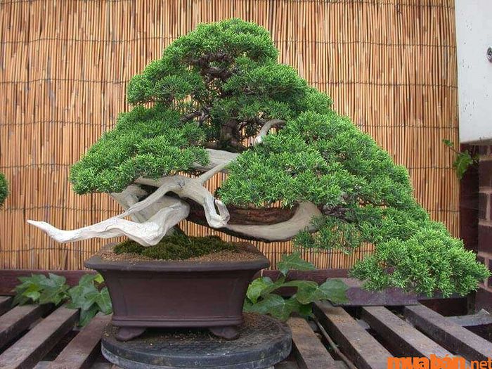 Bình Địa Mộc