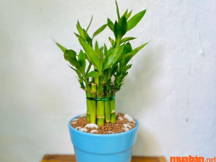 Cây phát lộc hợp với mệnh nào?