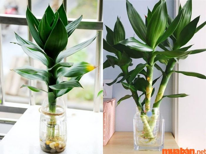 Ý nghĩa của số lượng cây phát lộc là gì?