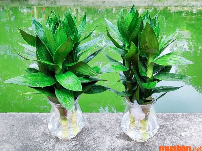 Cách trồng cây phát lộc thủy sinh