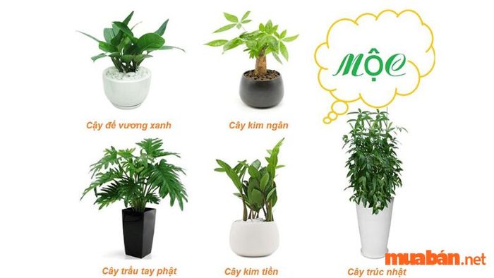 Những loại cây phong thủy phù hợp với người mệnh Mộc