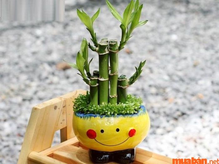 Cây phát lộc hợp mệnh và tuổi nào?