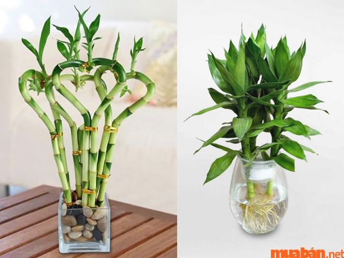 Số lượng cây phát lộc mang ý nghĩa gì?