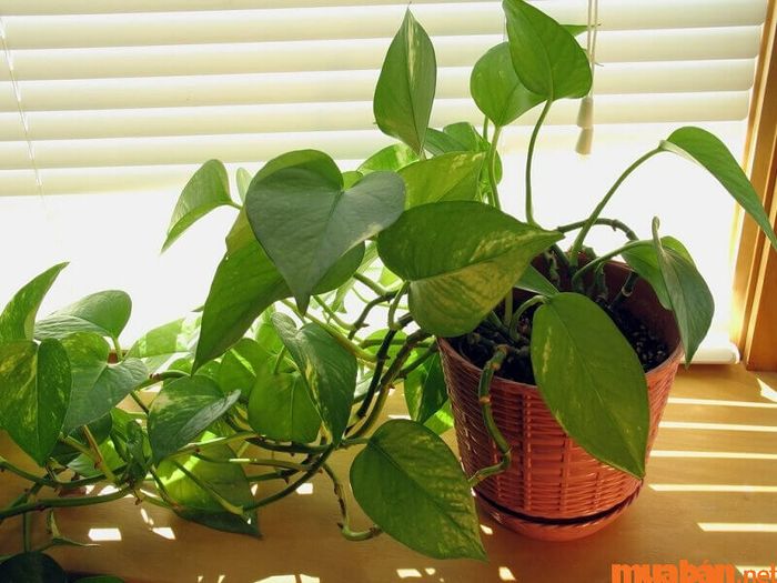 Bình Địa Mộc