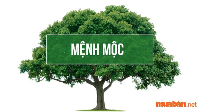 Mệnh Mộc là gì?