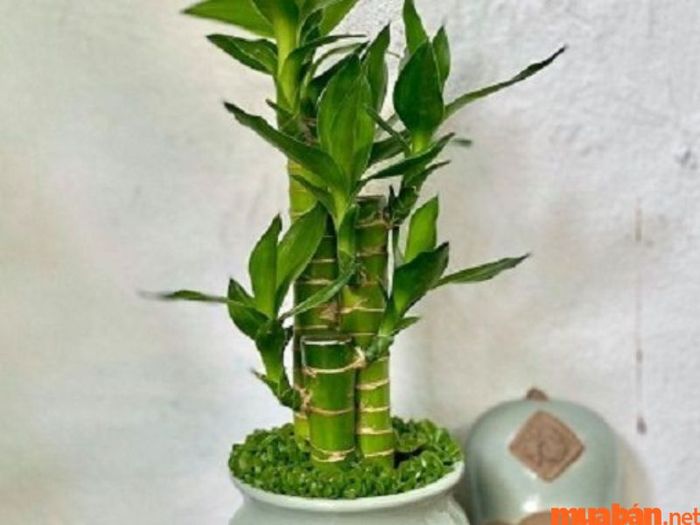 Cây phát lộc giá bao nhiêu?
