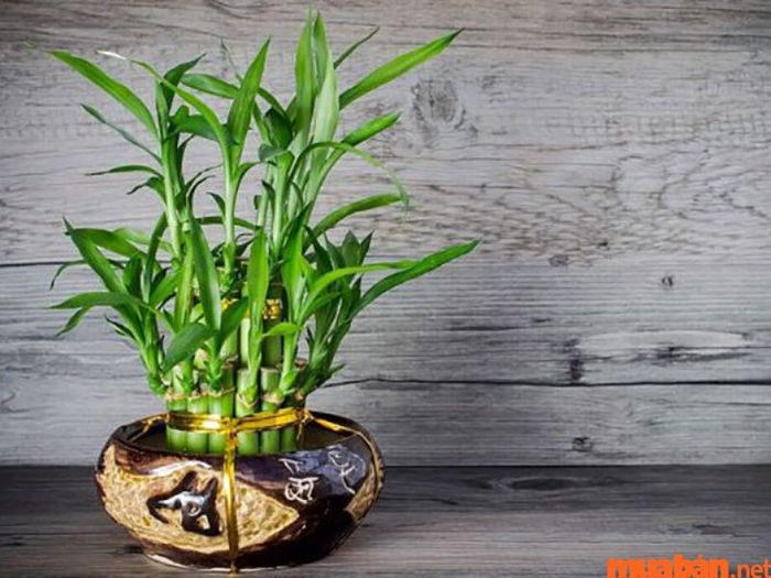 Đặc điểm nổi bật của cây phát lộc
