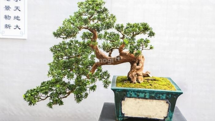 Trồng nhiều loại cây xanh để thu hút năng lượng tích cực vào không gian sống