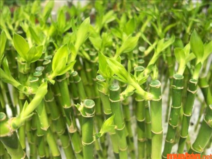 Cây phát lộc có độc không?