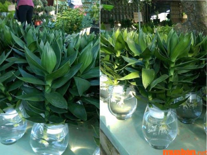 Những đặc điểm nổi bật của cây phát lộc