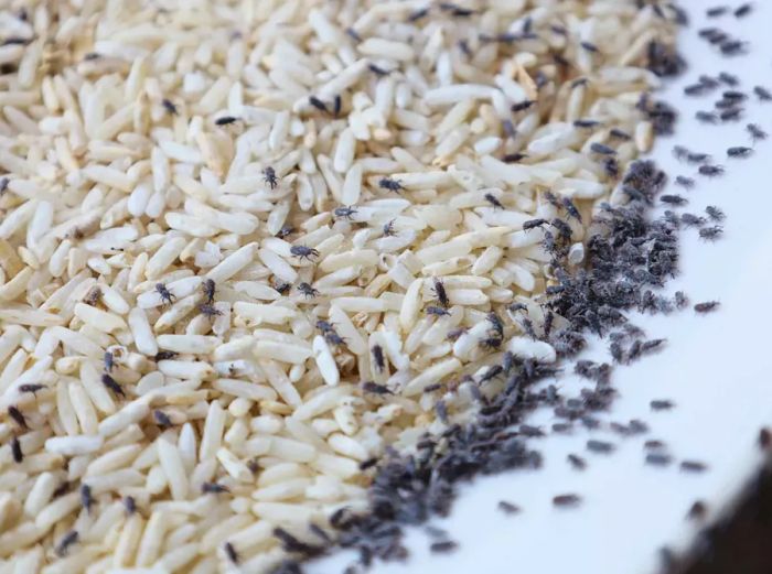 Weevils in Rice