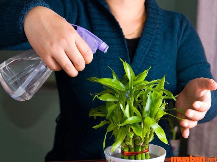Hướng dẫn chăm sóc cây phát lộc đúng cách