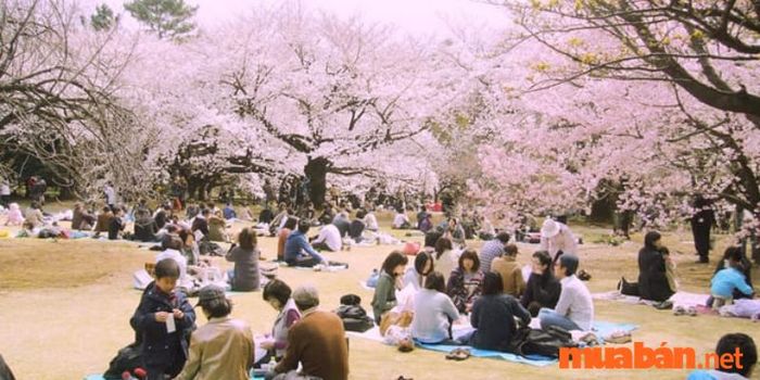 Ý nghĩa hoa anh đào Hanami