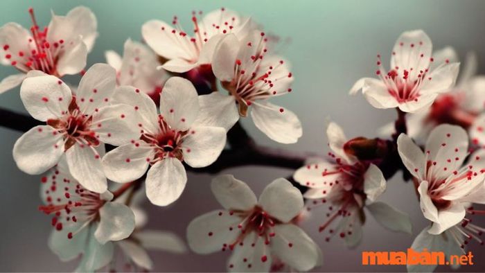 Hoa Anh Đào