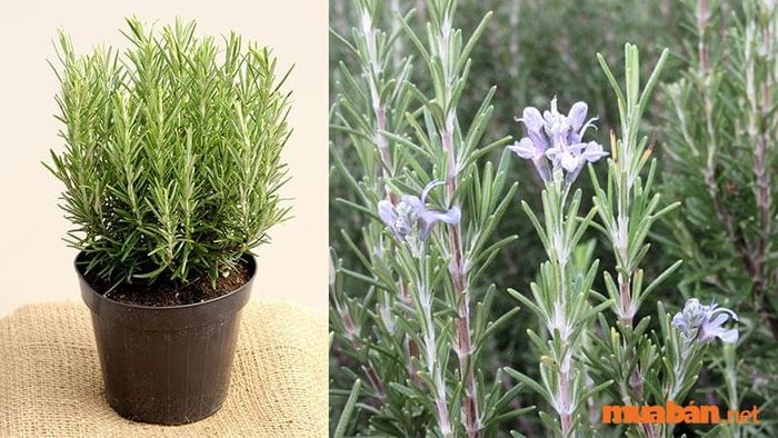 Cây hương thảo hợp mệnh gì? Sử dụng hương thảo trong trang trí không gian sống