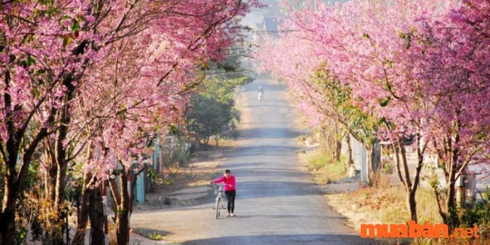 Hoa anh đào Đà Lạt
