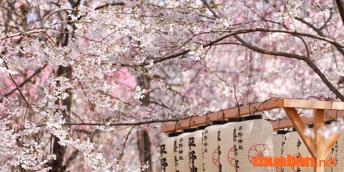 ý nghĩa hoa anh đào nhật bản