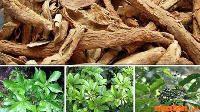 Cây ngũ gia bì có thể chữa nhiều loại bệnh