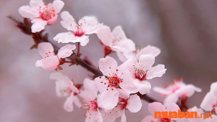 Hoa Anh Đào