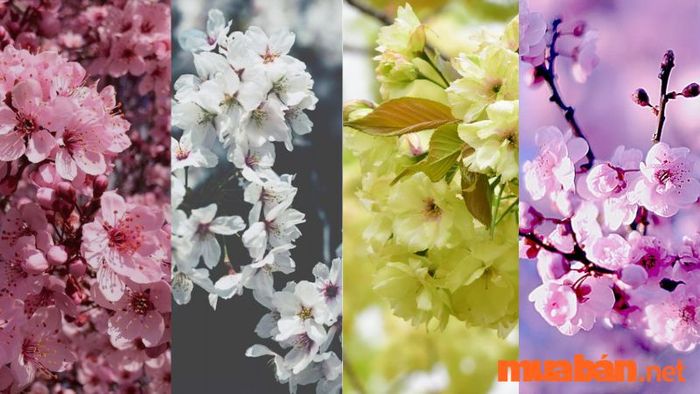 hoa anh đào hồng, trắng, vàng, tím