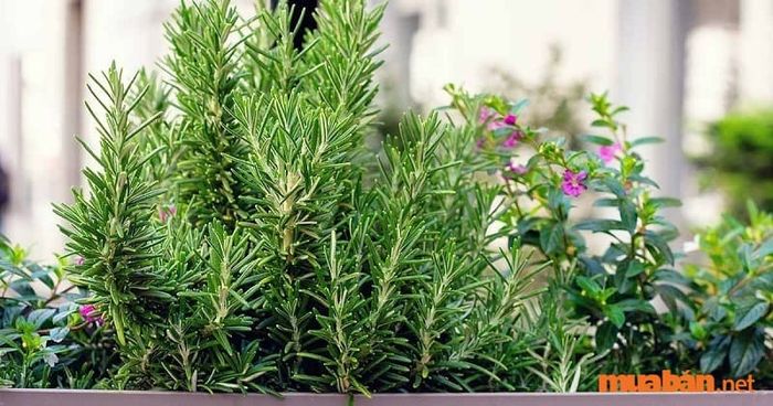Cây hương thảo hợp mệnh nào? Phù hợp với tuổi nào?