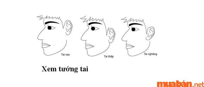 Tham khảo một số đặc điểm tướng tai trong nhân tướng học để hiểu rõ hơn về cách mà tướng tai ảnh hưởng đến tính cách và số mệnh của mỗi người.