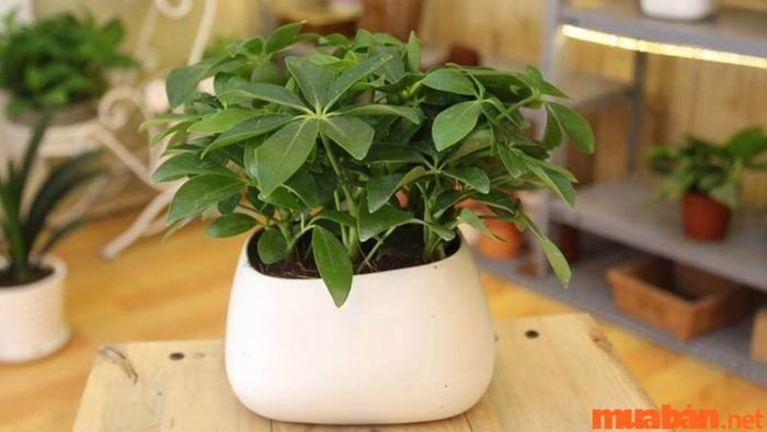 Cây ngũ gia bì phù hợp với mệnh gì?