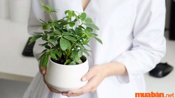 Cây ngũ gia bì hợp mệnh nào?