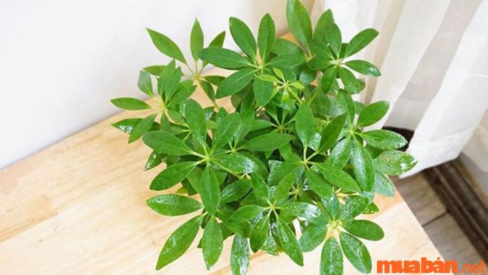 Cây ngũ gia bì hợp với mệnh và tuổi nào?