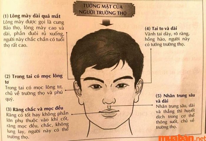 Người có tướng mặt trường thọ thường sở hữu đặc điểm khuôn mặt phúc hậu, tươi sáng và đầy đặn.