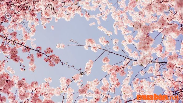 Ý Nghĩa và Nguồn Gốc Hoa Anh Đào