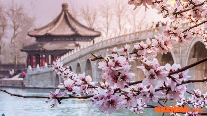 Hoa Anh Đào Tại Trung Quốc
