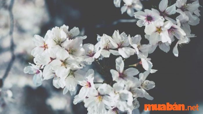 hoa anh đào trắng