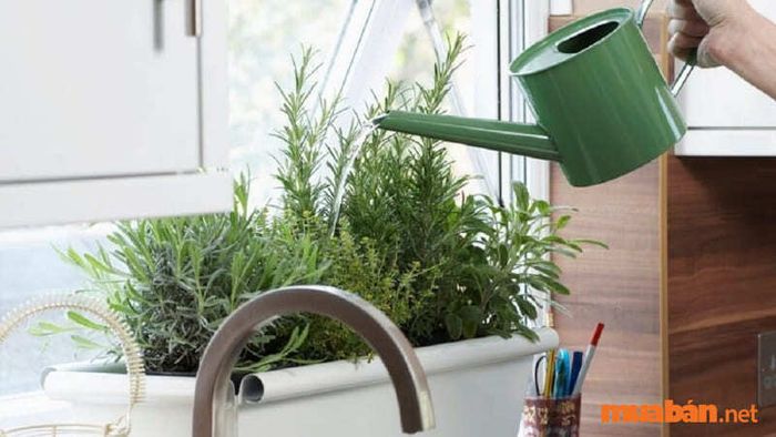 Cây hương thảo hợp mệnh gì?