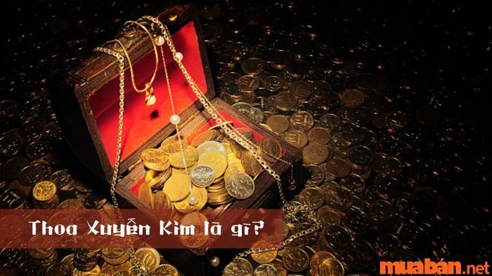 Thoa Xuyến Kim là gì?