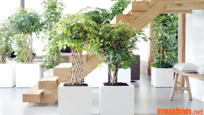 Cây ngũ gia bì hợp mệnh gì?