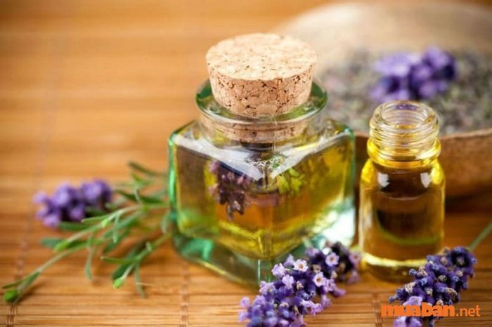 Cây hương thảo hợp với mệnh nào? Lợi ích của hương thảo đối với môi trường sống